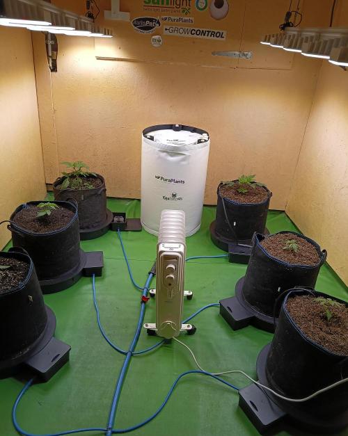 Permanent Bluez -Biotabs - Autopot. Week 3