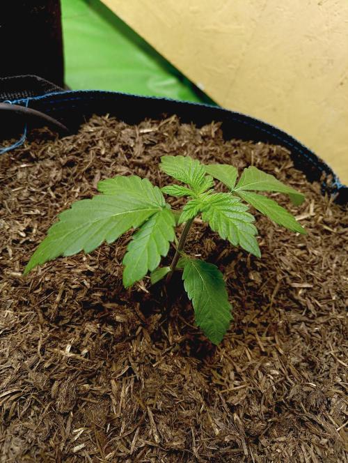 Permanent Bluez -Biotabs - Autopot. Week 3