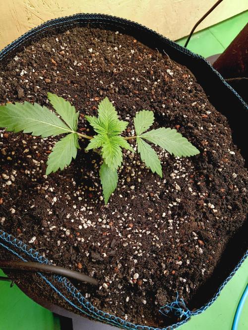 Permanent Bluez -Biotabs - Autopot. Week 3