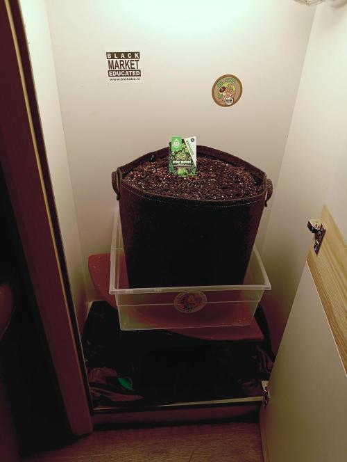 urban Chili vs "Sticky Broccoli ". Week 0