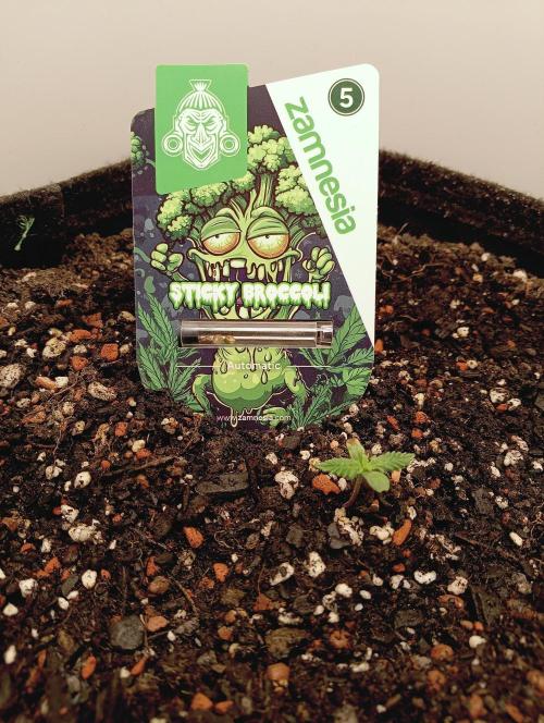 urban Chili vs "Sticky Broccoli ". Week 0