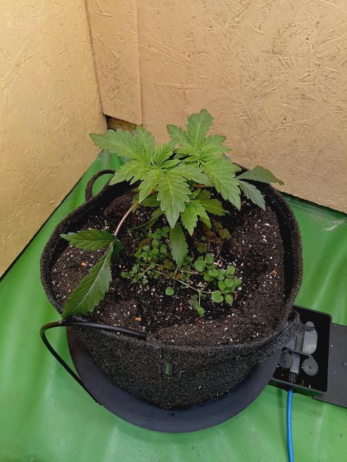 Autopot+Biotabs vs. Photoperiods #2026/1. Week 4