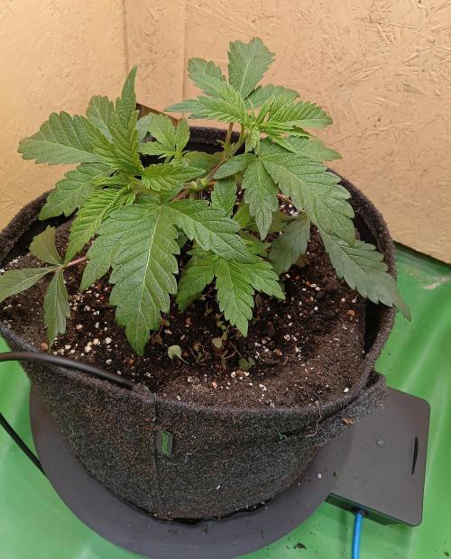 Autopot+Biotabs vs. Photoperiods #2026/1. Week 4