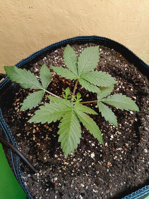 Permanent Bluez -Biotabs - Autopot. Week 4