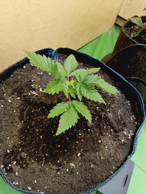 Permanent Bluez -Biotabs - Autopot. Week 4