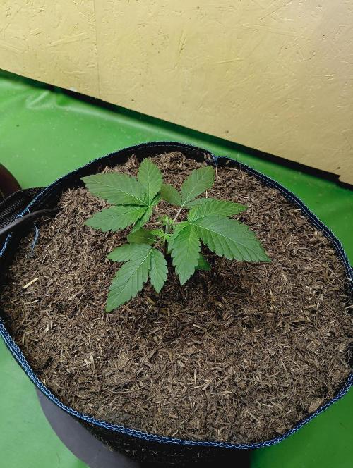 Permanent Bluez -Biotabs - Autopot. Week 4