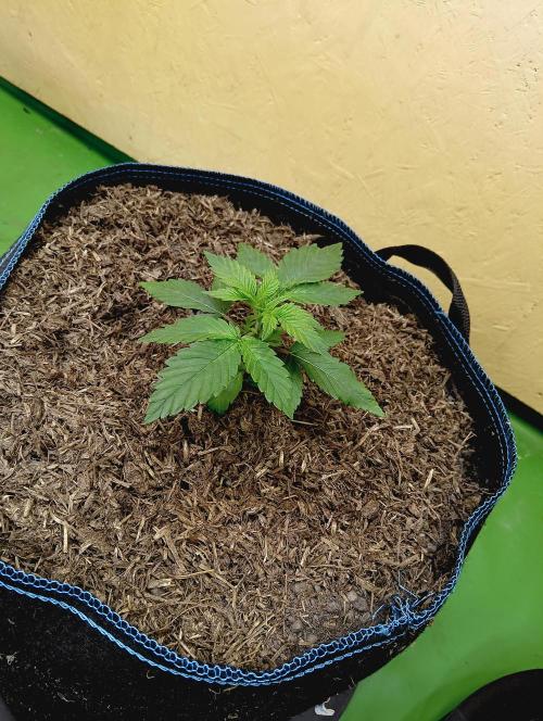 Permanent Bluez -Biotabs - Autopot. Week 4