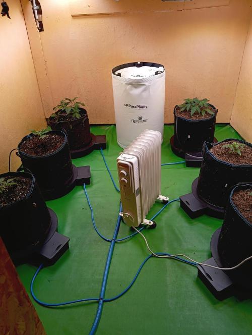 Permanent Bluez -Biotabs - Autopot. Week 4