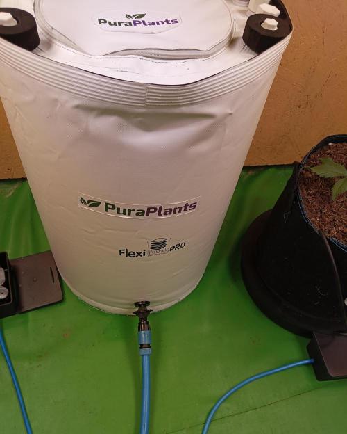 Autopot+Biotabs vs. Photoperiods #2026/1. Week 5