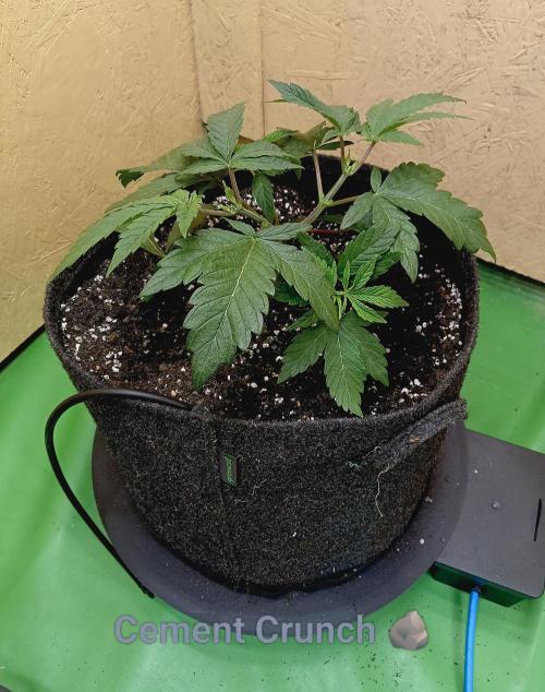 Autopot+Biotabs vs. Photoperiods #2026/1. Week 5