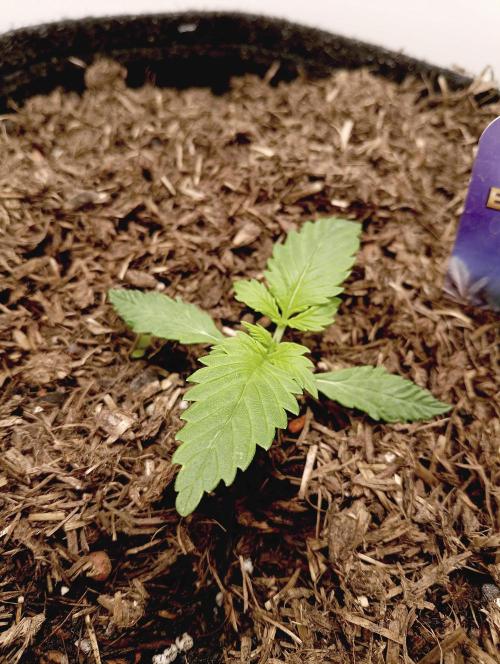 urban Chili vs "Sticky Broccoli ". Week 1