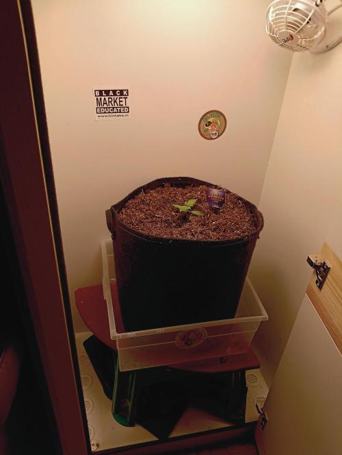 urban Chili vs "Sticky Broccoli ". Week 1