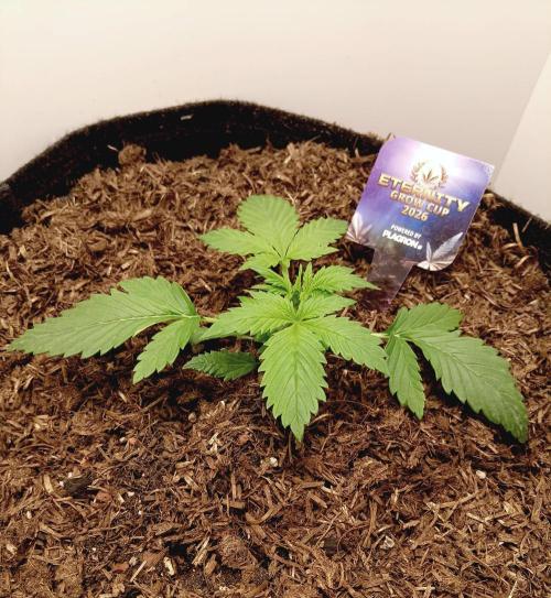 urban Chili vs "Sticky Broccoli ". Week 2