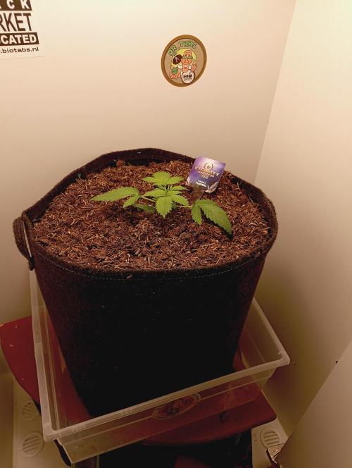 urban Chili vs "Sticky Broccoli ". Week 2