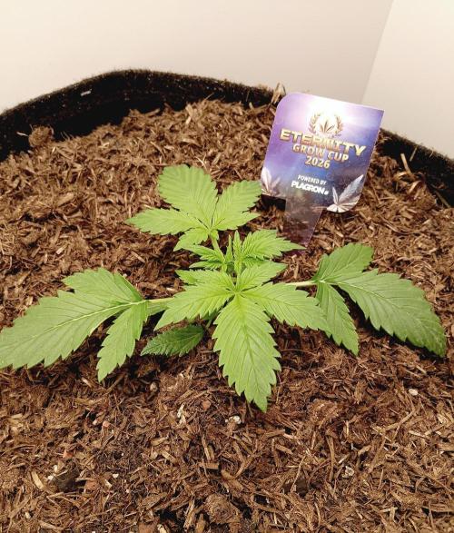 urban Chili vs "Sticky Broccoli ". Week 2