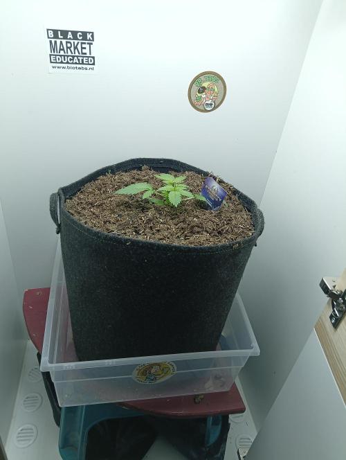 urban Chili vs "Sticky Broccoli ". Week 2