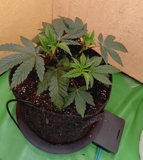 Autopot+Biotabs vs. Photoperiods #2026/1. Week 6