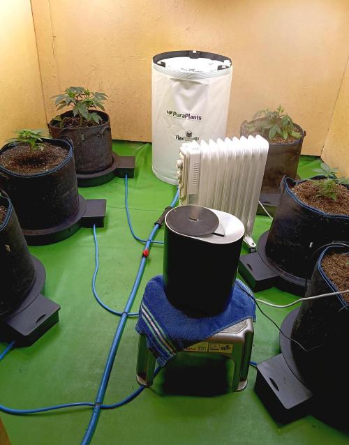 Permanent Bluez -Biotabs - Autopot. Week 5