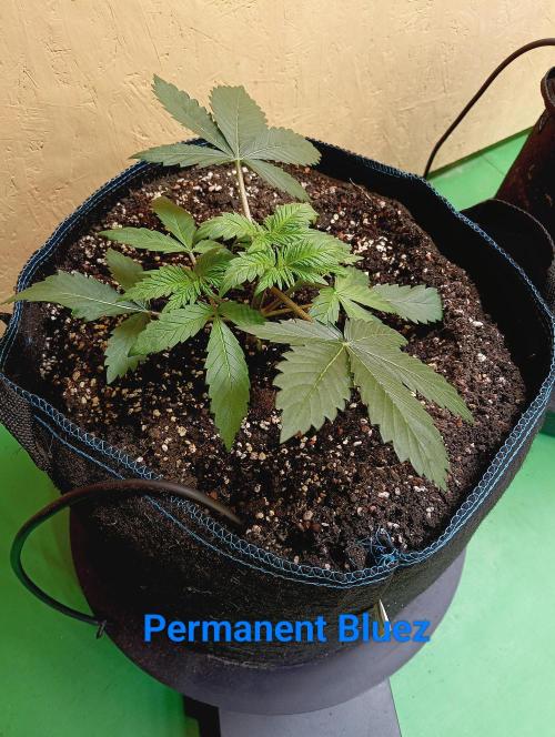 Permanent Bluez -Biotabs - Autopot. Week 5