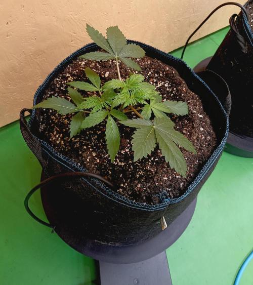 Permanent Bluez -Biotabs - Autopot. Week 5