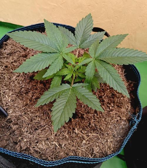 Permanent Bluez -Biotabs - Autopot. Week 5