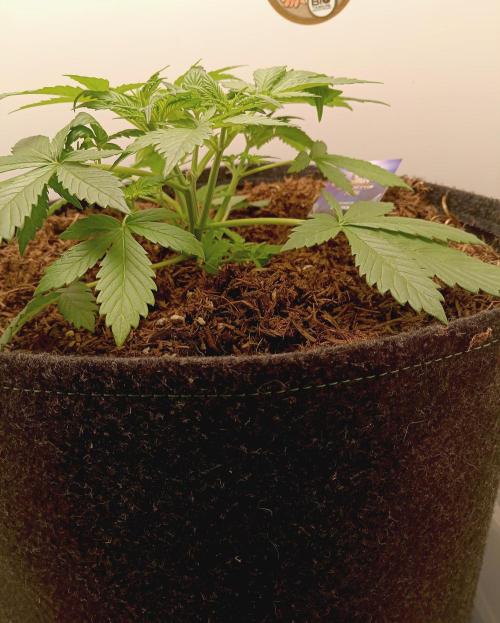 urban Chili vs "Sticky Broccoli ". Week 3