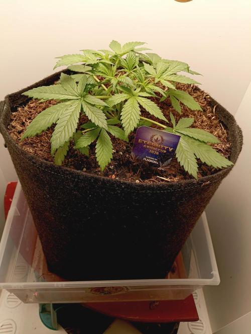 urban Chili vs "Sticky Broccoli ". Week 3