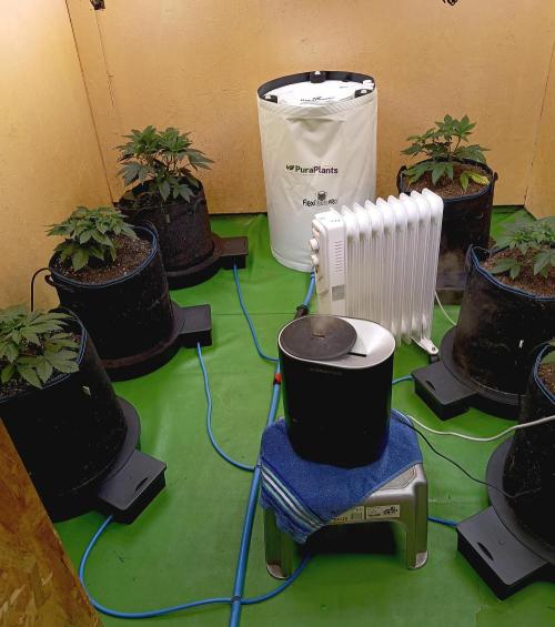 Permanent Bluez -Biotabs - Autopot. Week 6