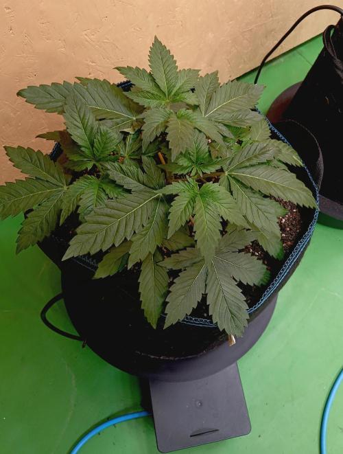 Permanent Bluez -Biotabs - Autopot. Week 6