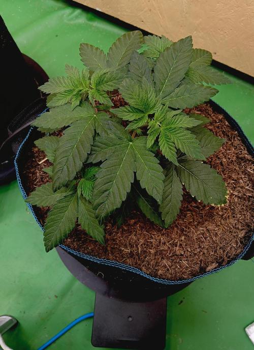 Permanent Bluez -Biotabs - Autopot. Week 6