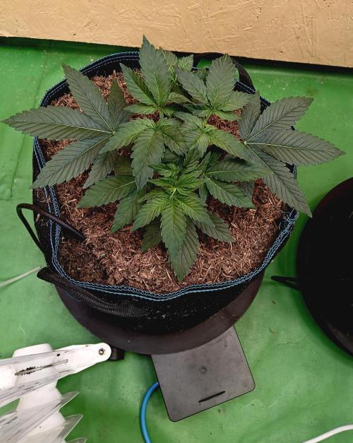 Permanent Bluez -Biotabs - Autopot. Week 6