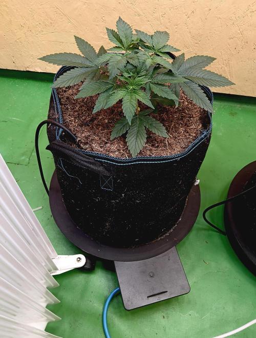 Permanent Bluez -Biotabs - Autopot. Week 6