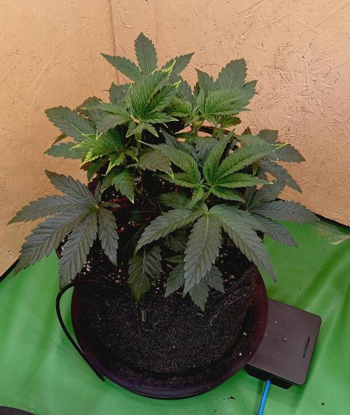 Autopot+Biotabs vs. Photoperiods #2026/1. Week 7