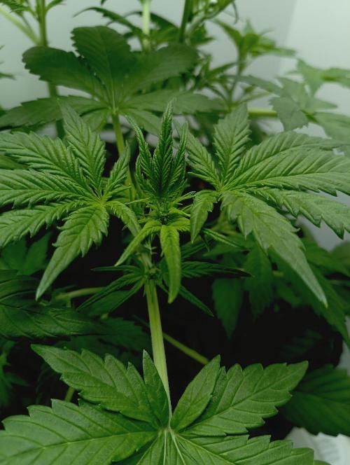 urban Chili vs "Sticky Broccoli ". Week 4