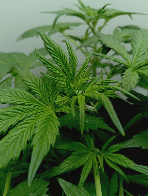 urban Chili vs "Sticky Broccoli ". Week 4