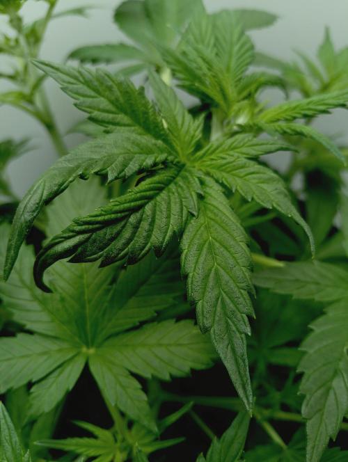 urban Chili vs "Sticky Broccoli ". Week 4