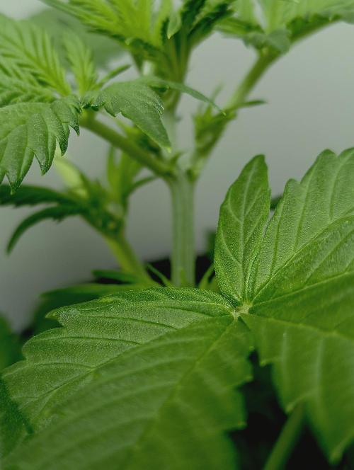 urban Chili vs "Sticky Broccoli ". Week 4