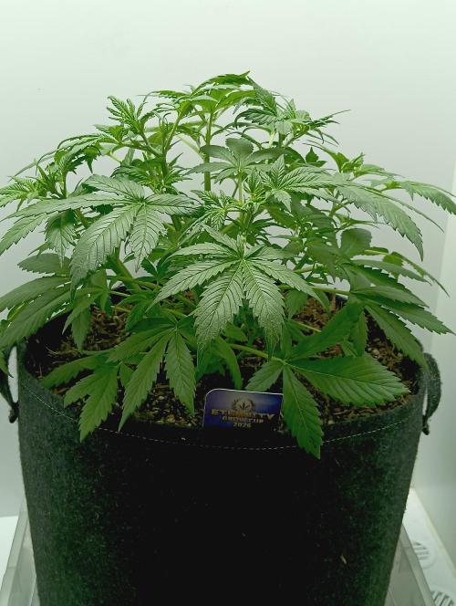 urban Chili vs "Sticky Broccoli ". Week 4