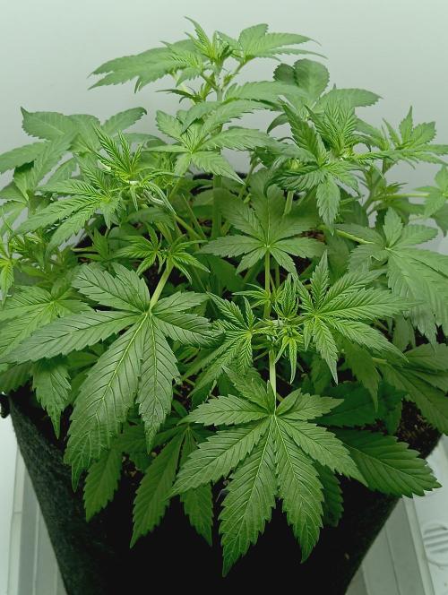 urban Chili vs "Sticky Broccoli ". Week 4