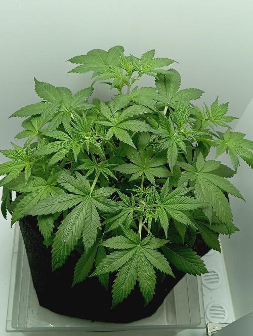 urban Chili vs "Sticky Broccoli ". Week 4