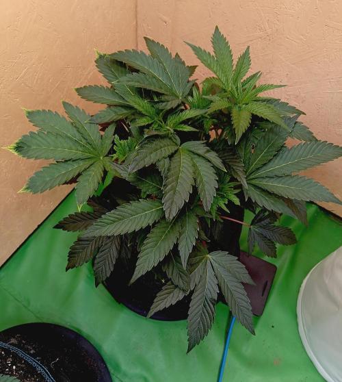 Autopot+Biotabs vs. Photoperiods #2026/1. Week 8