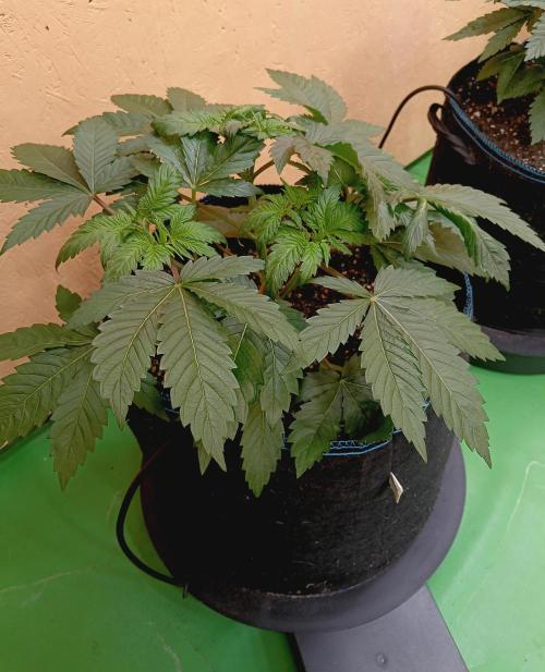 Permanent Bluez -Biotabs - Autopot. Week 7