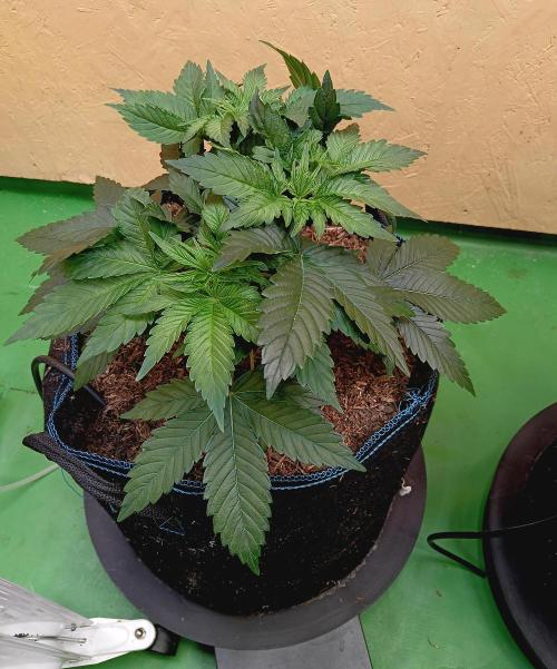 Permanent Bluez -Biotabs - Autopot. Week 7