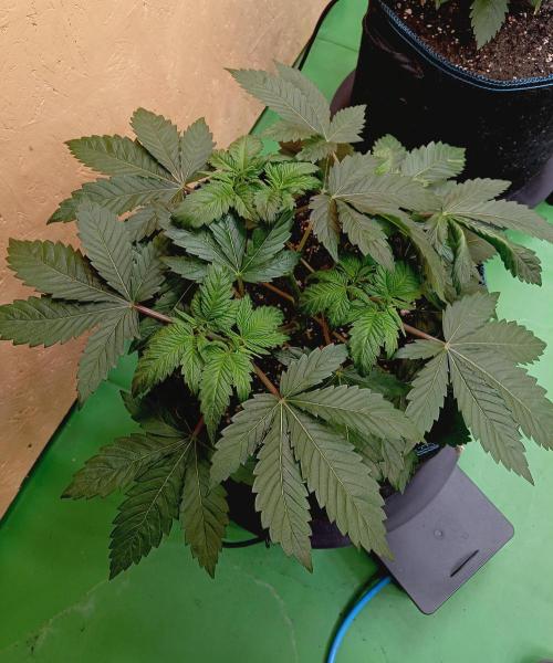 Permanent Bluez -Biotabs - Autopot. Week 7