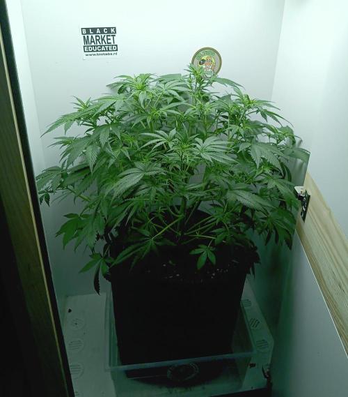 urban Chili vs "Sticky Broccoli ". Week 5