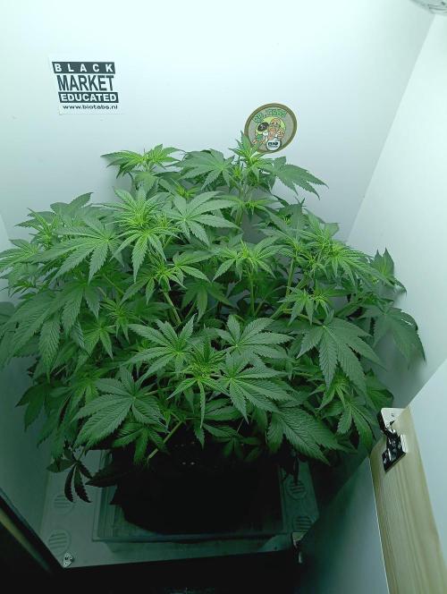 urban Chili vs "Sticky Broccoli ". Week 5