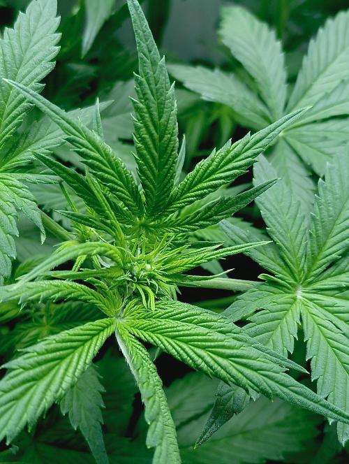 urban Chili vs "Sticky Broccoli ". Week 5