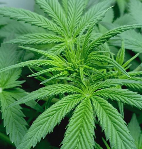 urban Chili vs "Sticky Broccoli ". Week 5