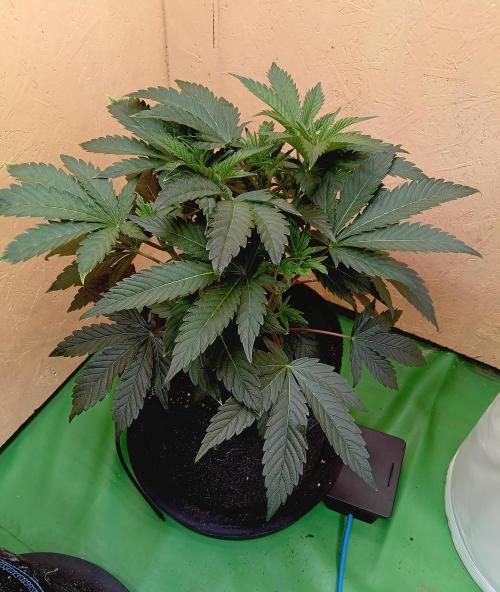 Permanent Bluez -Biotabs - Autopot. Week 8