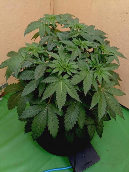 Permanent Bluez -Biotabs - Autopot. Week 8